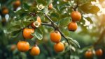 Are Persimmon Trees Self Pollinating? |