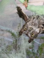 Birds Trapped in Fake Spider Webs |