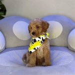 Uncover the Hidden Gems of Golden Dog Farm: a Journey of Discovery