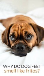 Why Dogs Smell Like Fritos, According to a Veterinary Scientist